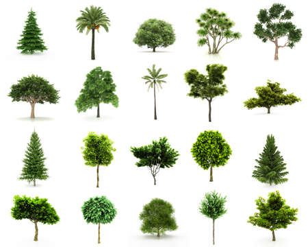 Perfect Group of Trees isolated on a white background. Twenty pieces with Large image Resolutionの写真素材