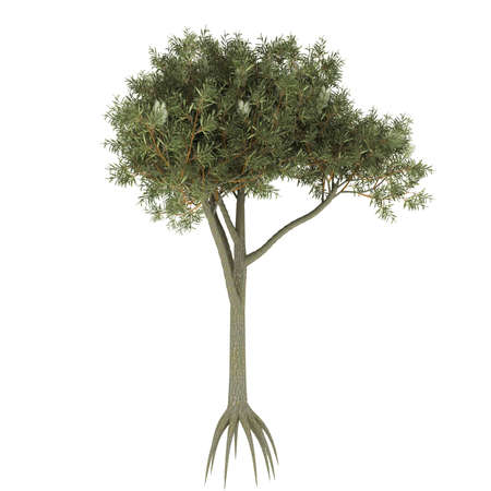 Tree isolated on a white backgroundの写真素材