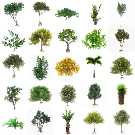Perfect Group of Trees isolated on a white background. Twenty five pieces with Large image Resolutionの写真素材