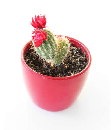 Red flowering cactus isolated on white background の写真素材