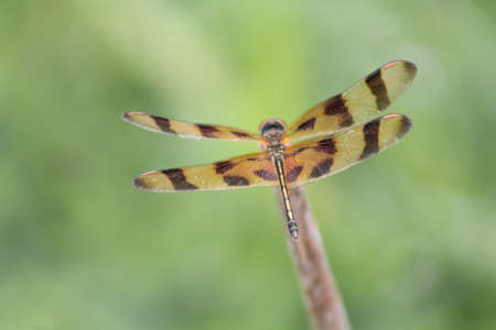 Dragon Flyの写真素材