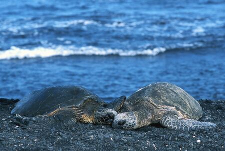 Green Sea Turtles resting on black sand beach near Pahala, Big Island, Hawaiiの写真素材