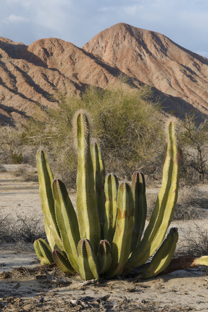 Bearded cactus plant growing in Sonoran Desert near San Felipe, Baja, Mexicoの写真素材