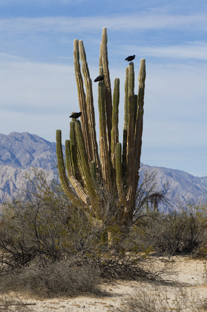 Buzzards perched on Cardon Cactus, Baja, Mexicoの写真素材