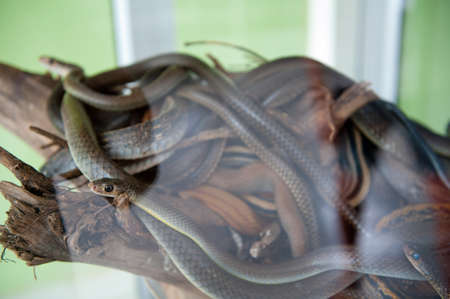 Group of water snakes and their common name are water snakes, Indo-Australian water snakes, mud...