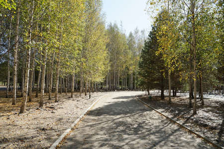 The golden sun shines on the autumn leaves.の写真素材