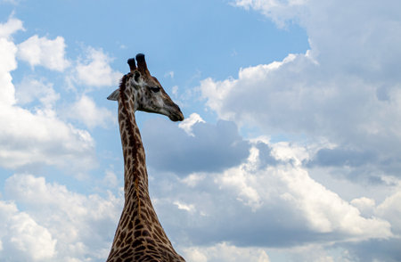 Giraffe with a background of blue sky and white clouds.の写真素材