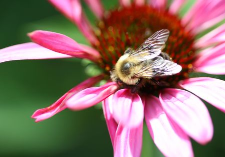 Bee on a pink flower with green backgroundの写真素材