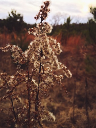 Plant Lifeの写真素材