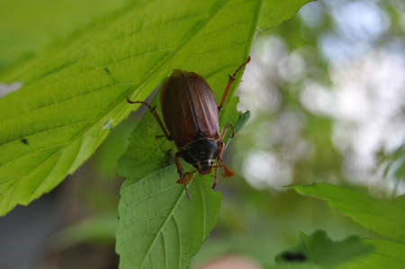 Chaferの写真素材