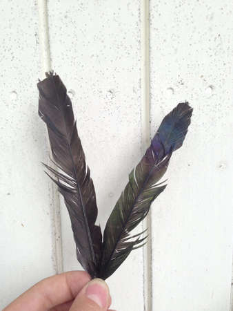 Two Feathersの素材