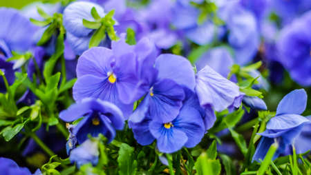 purple flowers in wild natureの写真素材