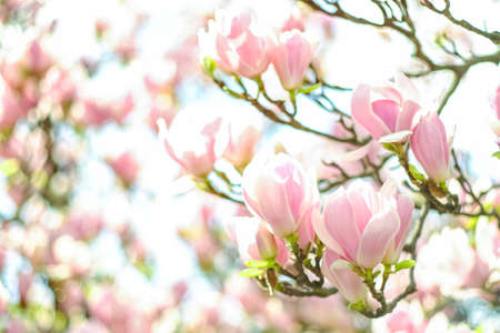 Spring Cherry blossoms, pink flowers.の写真素材