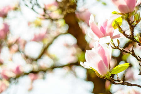 Spring Cherry blossoms, pink flowers.の写真素材