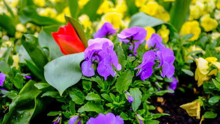 multicolored flowersの写真素材