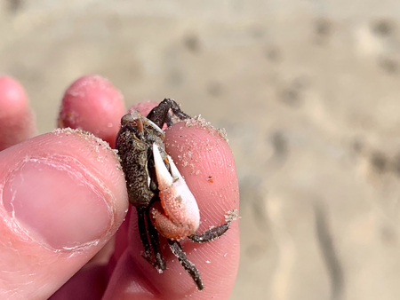 Child Holding Crab On Sandy Beach