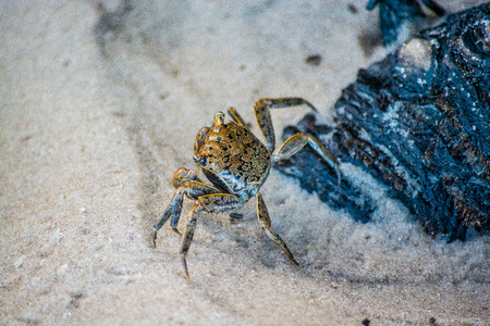 Crab Crawling On Beach