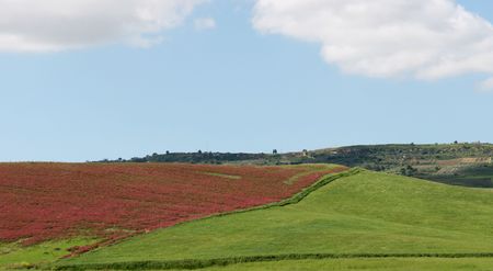 lawn with skyの写真素材