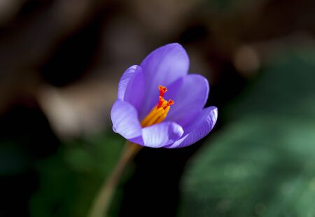 saffron floerの写真素材