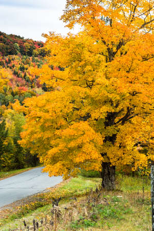 Vermont oak tree in peak fall season