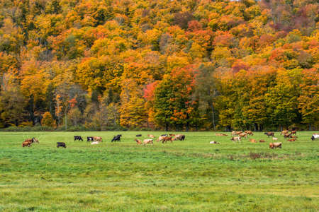 Cattle grazing in a field in Vermont during Fall Foliage Seasonの写真素材