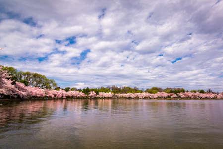 Washington DC Tidal Basin during peak spring cherry blossom seasonの写真素材