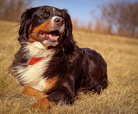 bernese dog portraitのeditorial素材