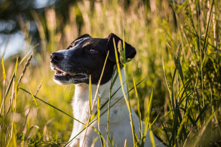 dog portrait