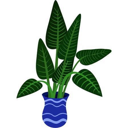 Large green indoor plant in a tall blue pot. Long stems, large leavesのイラスト素材