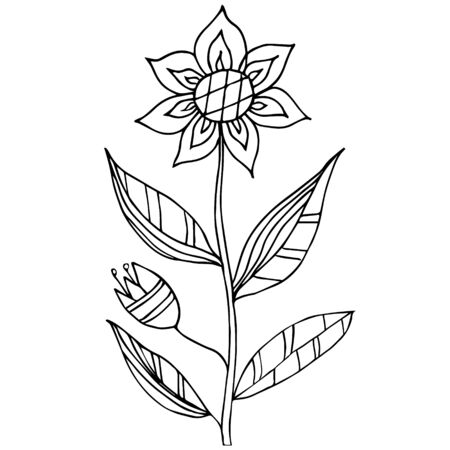 Sunflower for the design. Coloring book. Botanical vector. Hand drawn illustrationのイラスト素材