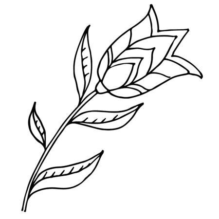 Decorative flower tulip. Vector hand drawn illustration. For design and decoration. Coloring book, coloring pageのイラスト素材