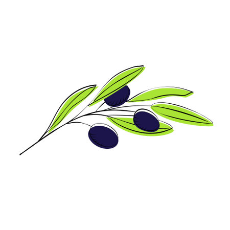 Olive branch with dark blue olives for food design, cafes, restaurants, catering, deliveryのイラスト素材