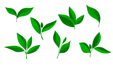 Collection of green leaves and sprouts. Spring growing plants. Gardening conceptのイラスト素材