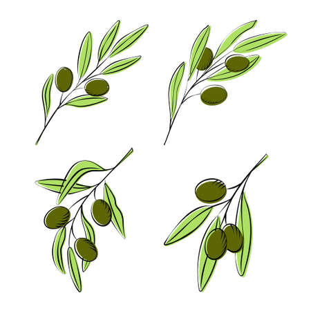 Branches with green olives. A set of sketches of olives with leaves. Illustrations for oil labels, kitchen utensils, dishes, textilesのイラスト素材