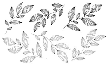 Outline branches with leaves. Contour thin leaf. Botanical set of hand drawn design elementsのイラスト素材