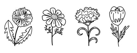 Outline flowers set. Dandelion, chamomile, carnation, tulip, meadow flower lineart. Element for coloring pages, educational materials, or botanical designs.のイラスト素材