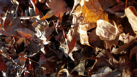 Afternoon of Leaves