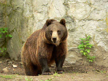 Brown bear looking at visitors in the zoo     Who do I want to eat today ;)