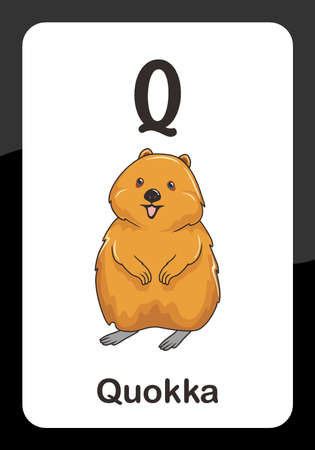 Animal Alphabet Flash Card - Q for Quokkaのイラスト素材