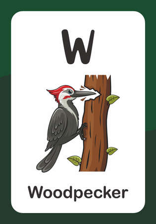 Animal Alphabet Flash Card - W for Woodpecker Birdのイラスト素材