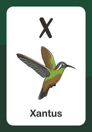 Animal Alphabet Flash Card - X for Xantus Birdのイラスト素材