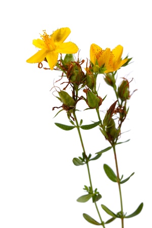Hypericum perforatum, St John's wort flower isolated on white. Also known as Tipton's Weed, Chase-devil, or Klamath weedの写真素材