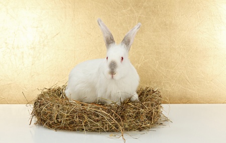 White rabbit in hay nest, symbol of Easterの写真素材