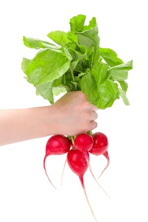 Woman's hand holding fresh red radish bunchの写真素材