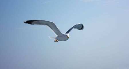 Flying seagull