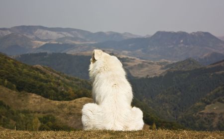 White dog sitting on the hillの写真素材