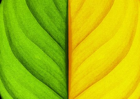 Leaf texture