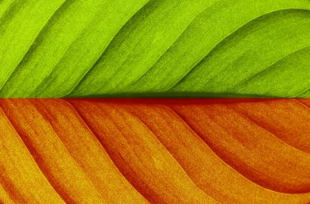 Leaf textureの写真素材