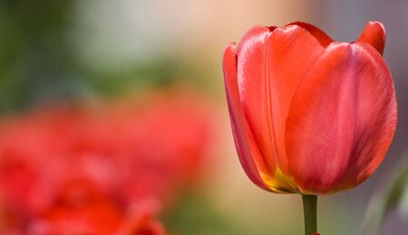 Red tulipsの写真素材