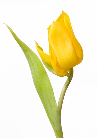 Yellow tulip isolated on whiteの写真素材